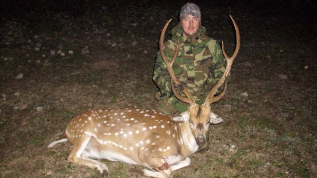 axis buck question Texas Hunting Forum